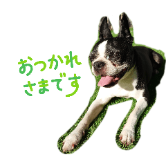 Three Boston Terriers