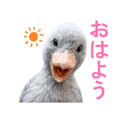 ShoebillBaby