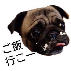 Yuno the pug