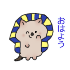 Quokkaamen