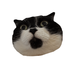 ku-chin cat