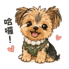 Yorkshire DouDou 約克夏兜兜 日常Part.1