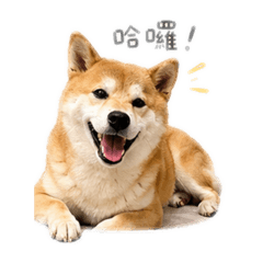 黃牛牛2