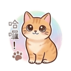 咪咪駕到！橘貓咪咪的日常初登場