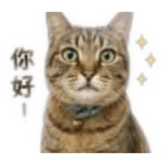 火鍋店小貓日常語