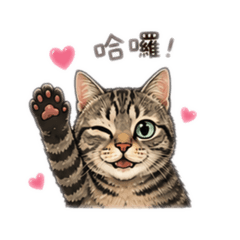 虎斑喵（妹妹）