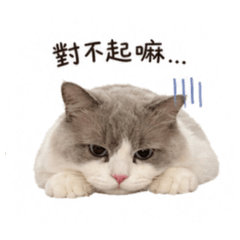 小皮 喵喵