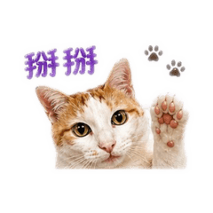 橘白貓 表情包