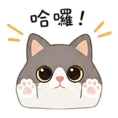 我家藍白賓士貓