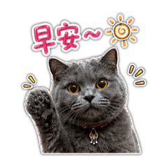 阿嗚/英短藍貓/日常用語