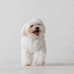 HappyDIDI Little Maltese