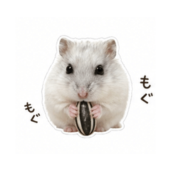 Hamster - Daily mamemame