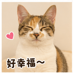 花花日常｜超真實貓咪