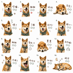 kuma汪汪