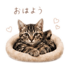 neko to otto no kurashi_20260503003415