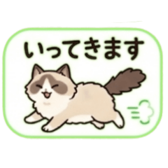 Energetic Ragdoll