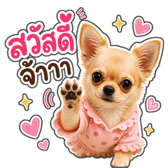 Sabai the Chihuahua