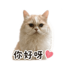 奶油0731