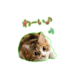 Cat1 Greeting