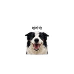 Cookie的貼圖