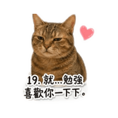 傲嬌的張皮