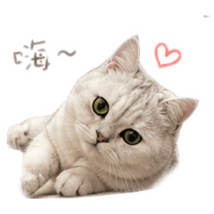 曼赤肯福福～