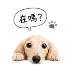 一隻叫「萌萌」的奶油臘腸