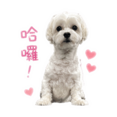 BOBO專屬特輯