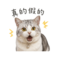 表情加節日