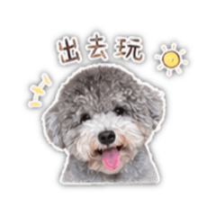 灰貴賓日常用語