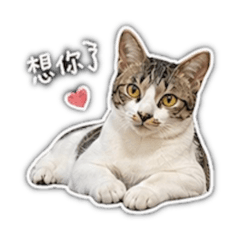 Momo in love