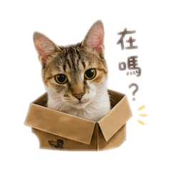 喵ㄠ
