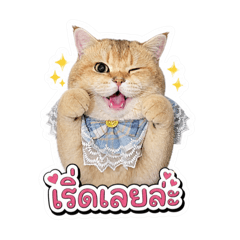 Figago orange catty