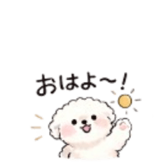 Chill Bichon Frize