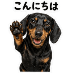 Dachshund Smooth Black and Tan