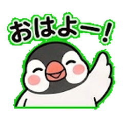 Cunningly Cute Java Sparrow Life