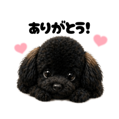 coco_20260503061612