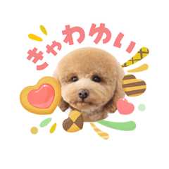 pon_20260503070538