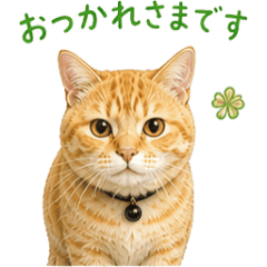Gentle Ginger Cat Daily Stickers