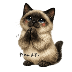 Siamese Cat Cute Daily Stickers 3