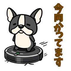Chill French Bulldog: Polite & Daily Use
