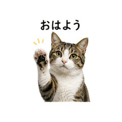 Real Kijishiro Cat Photo Stickers