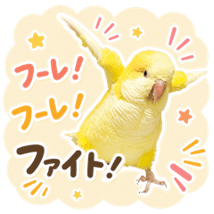 Cheering Quaker Parrot