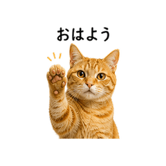 Real  red tabby Cat Photo Stickers