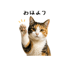 Real Calico Cat Photo Stickers