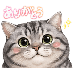 Chubby Vel the Sweet Big Cat2