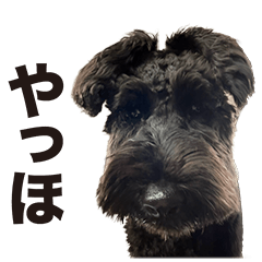 good na dog face