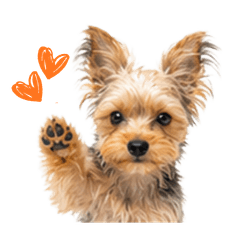 Simple & Easy Yorkie Stickers