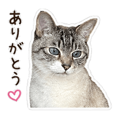 Mei the Tabby Cat: Everyday Mood