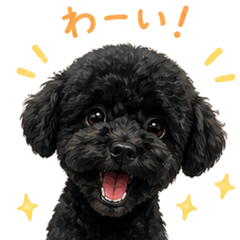Kotaro the Black Toy Poodle
